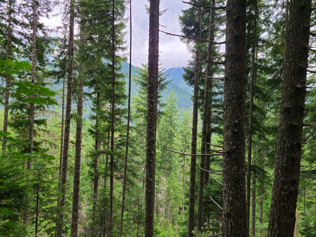 Mt. Walker Lower Trailhead | Quilcene, WA 98376, USA | Phone: (360) 765-2200