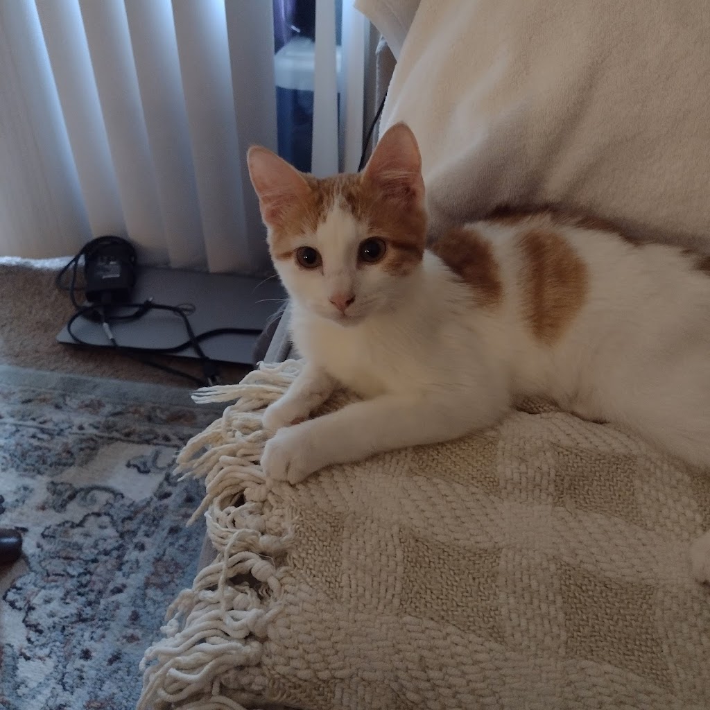 Eureka Veterinary Clinic | 1415 W 5th St, Eureka, MO 63025, USA | Phone: (636) 938-5070