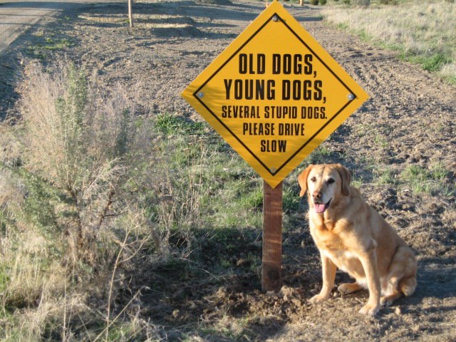 Fetch This Kennels | 10465 Stone Quarry Rd, Payette, ID 83661 | Phone: (208) 642-4245