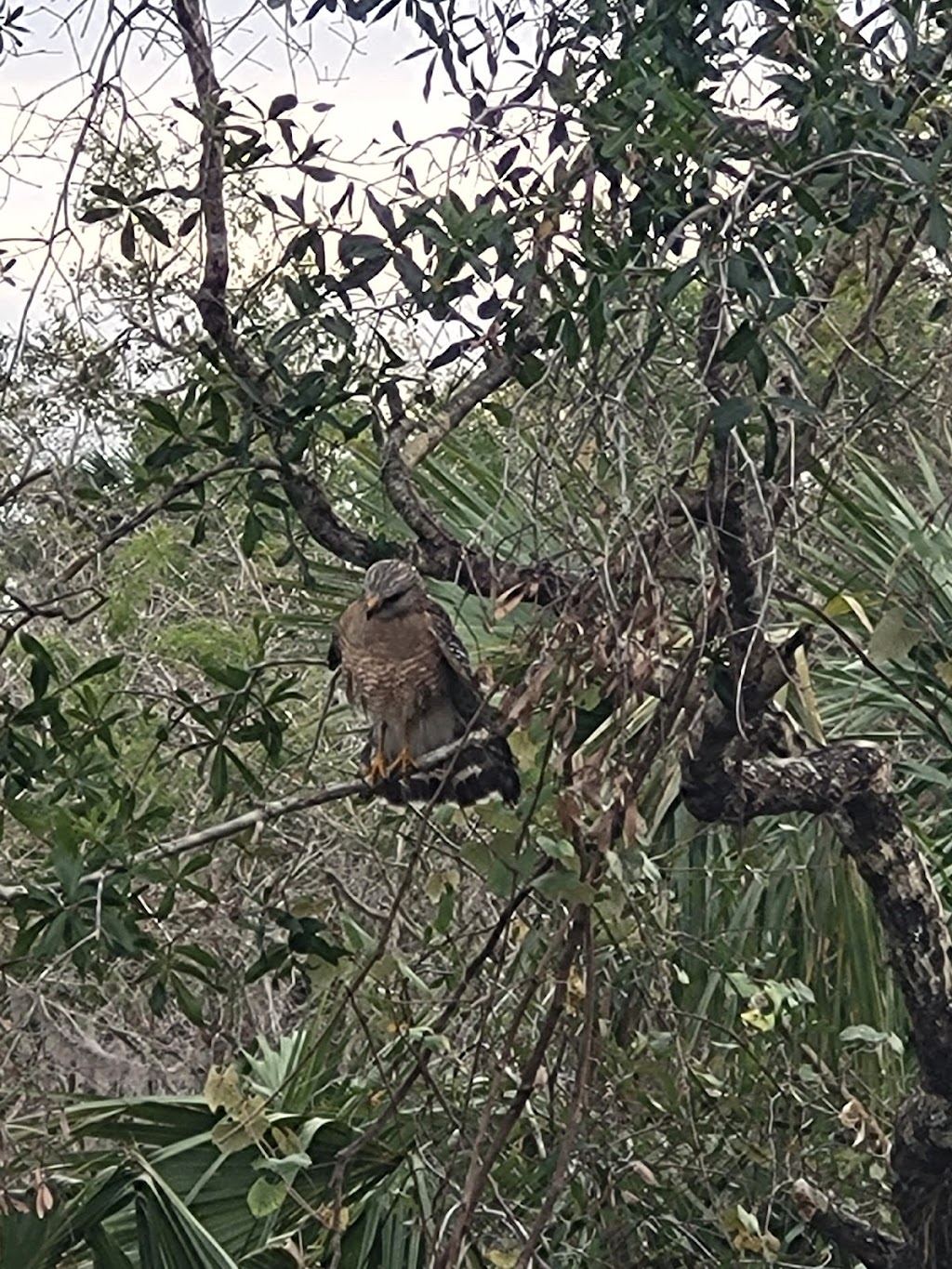 Myakka River State Park Powerline Road Trailhead | 13208 State Rd 72, Sarasota, FL 34241, USA | Phone: (941) 361-6511