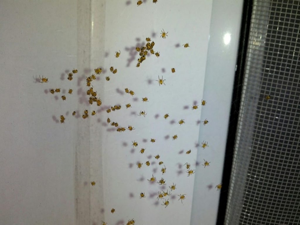 Madison County Termite and Pest Control | 208 W Main St, Glen Carbon, IL 62034, USA | Phone: (618) 377-6258