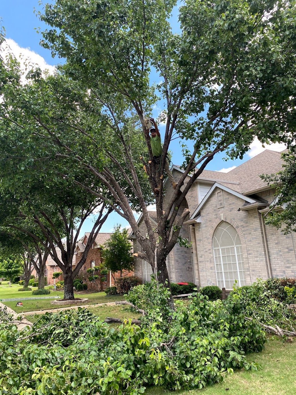 Rivera’s tree service | 102 Ridgeway Cir, Lewisville, TX 75067, USA | Phone: (214) 682-8534