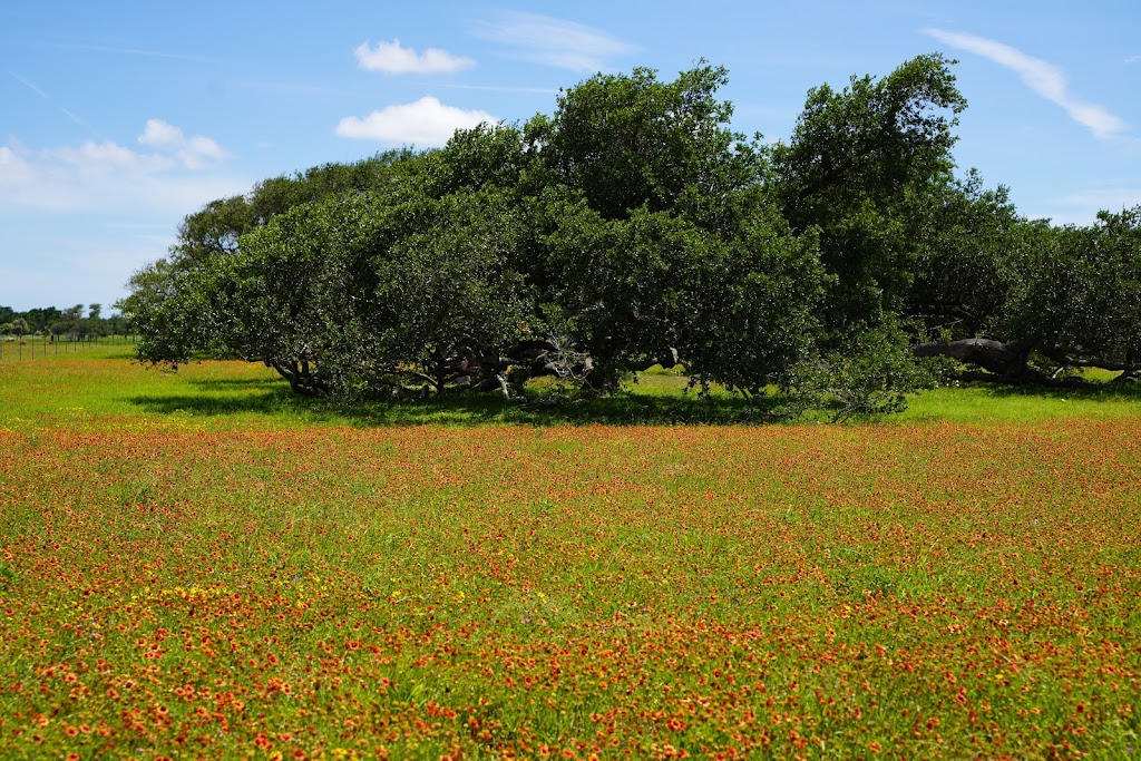 The Big Tree | 1622 12th St, Rockport, TX 78382, USA | Phone: (361) 729-2858