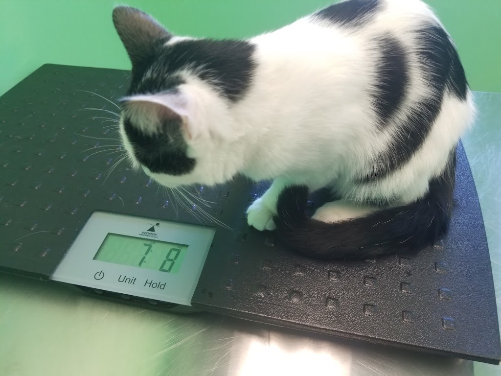 Affordable Veterinary Clinic | 304 E Columbia Ave, Belleville, MI 48111, USA | Phone: (734) 699-3800