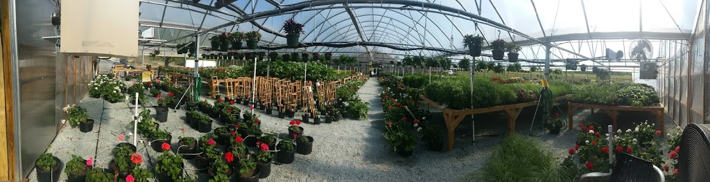 Evergreen Nursery | 27 Frank Cash Rd, Timberlake, NC 27583, USA | Phone: (336) 350-5750