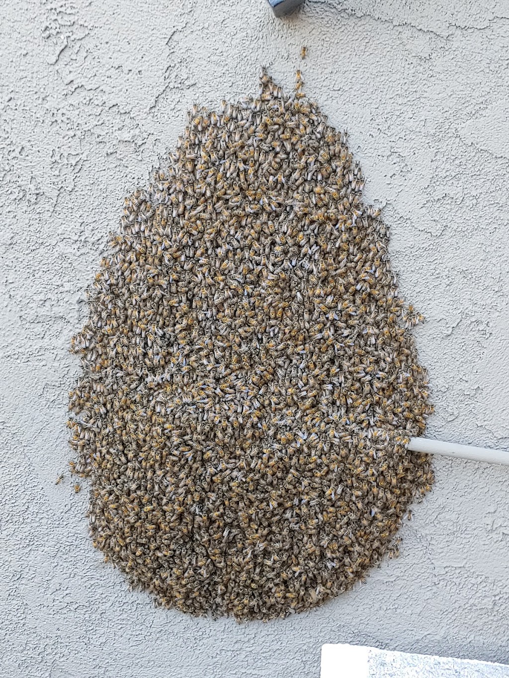 The Bee Man | 216 Oswego Ave, Huntington Beach, CA 92648, USA | Phone: (949) 455-0123 The Bee Man | 216 Oswego Ave, Huntington Beach, CA 92648, USA | Phone: (949) 455-0123