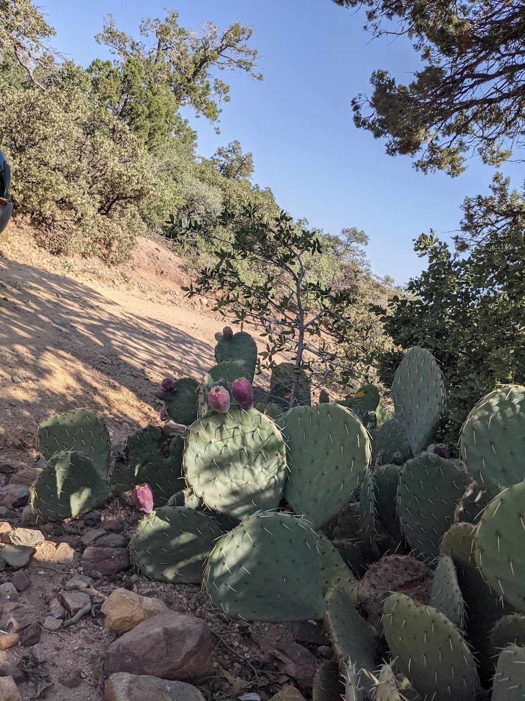 Lone Pine Trailhead | Pigeon Spring Rd, Tonto Basin, AZ 85553, USA | Phone: (480) 610-3300