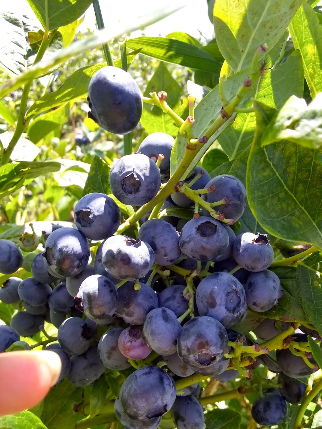 Nappe Farms- U Pick Blueberries | 10280 SE Orient Dr, Boring, OR 97009, USA | Phone: (503) 663-0885