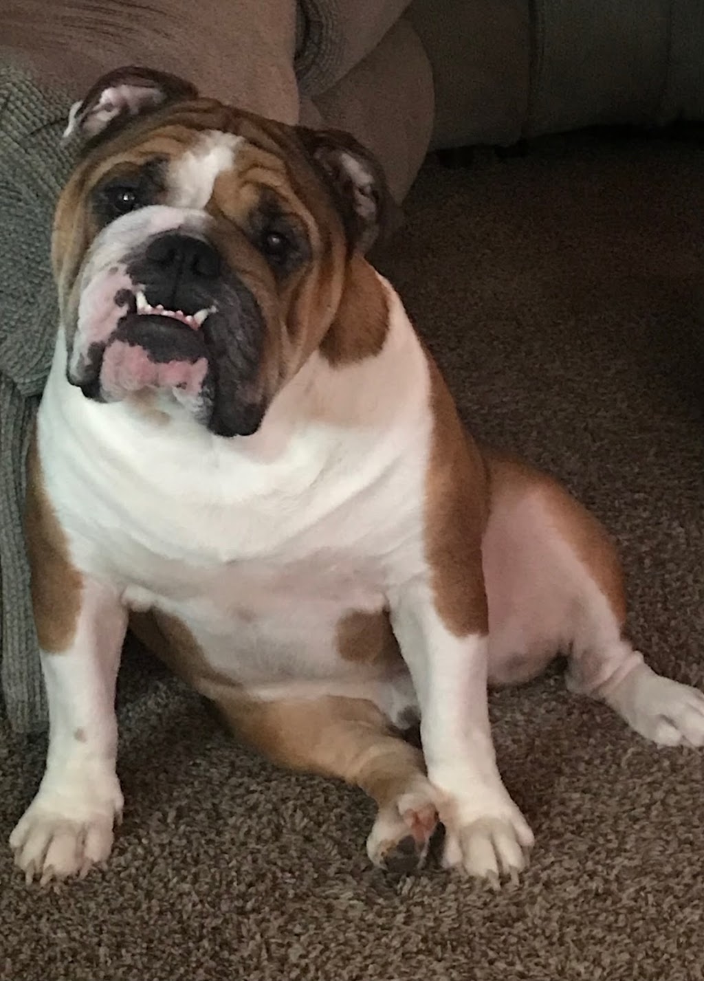 Slippery Rock Veterinary Hospital | 131 Branchton Rd, Slippery Rock, PA 16057, USA | Phone: (724) 794-8545