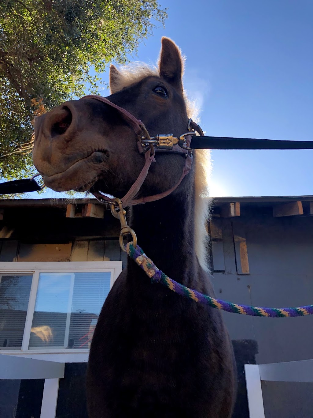 Blue Banner Riding Academy | 11590 New Ave, Gilroy, CA 95020, USA | Phone: (408) 417-9053