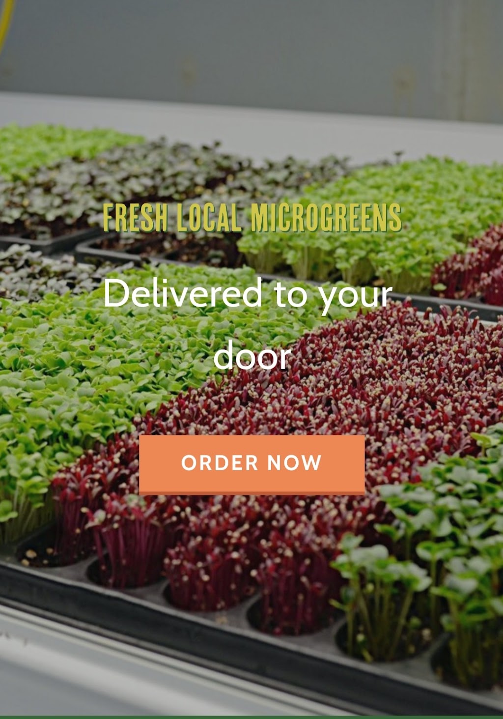 Delta Microgreens | 260 Link Rd B, Fairfield, CA 94534, USA | Phone: (707) 384-9094