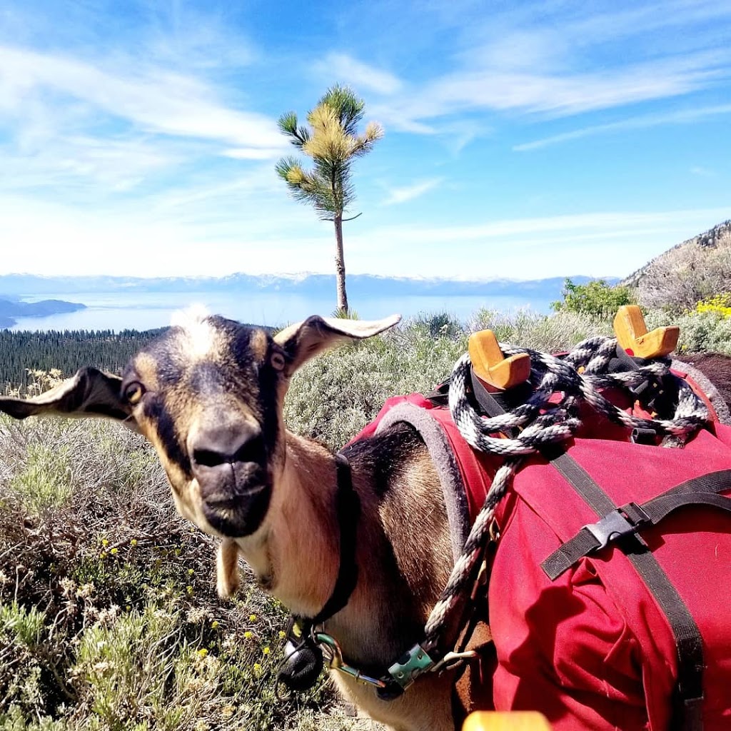 High Sierra Pack Goats | 241 Heidi Cir, Carson City, NV 89701, USA | Phone: (775) 315-3719