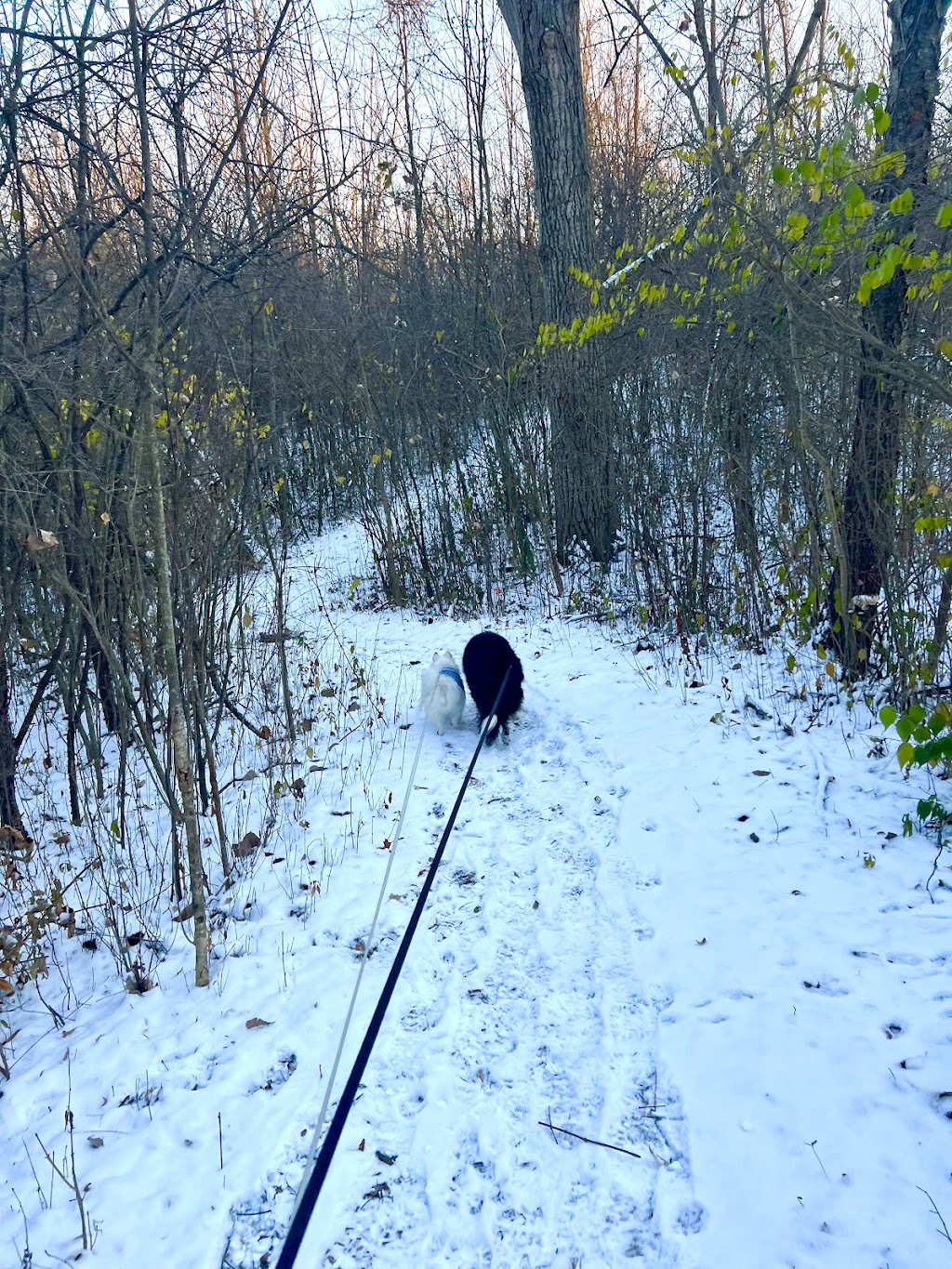Dicken Woods Nature Area | 1495 S Maple Rd, Ann Arbor, MI 48103, USA | Phone: (734) 794-6230 Dicken Woods Nature Area | 1495 S Maple Rd, Ann Arbor, MI 48103, USA | Phone: (734) 794-6230