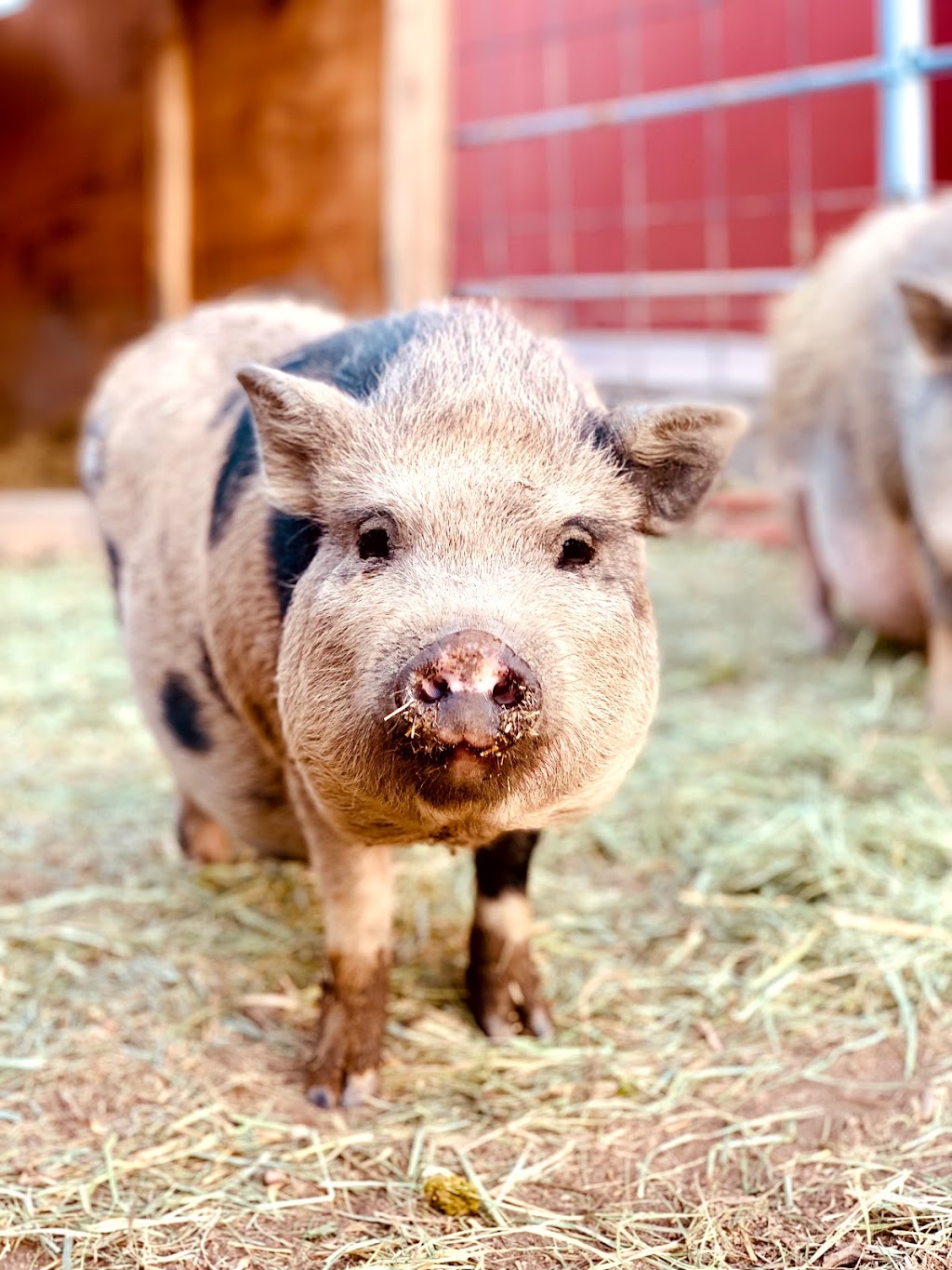 Shepperly Farm and Petting Zoo | 3240 Grandview Ave, Cañon City, CO 81212, USA | Phone: (719) 220-0258