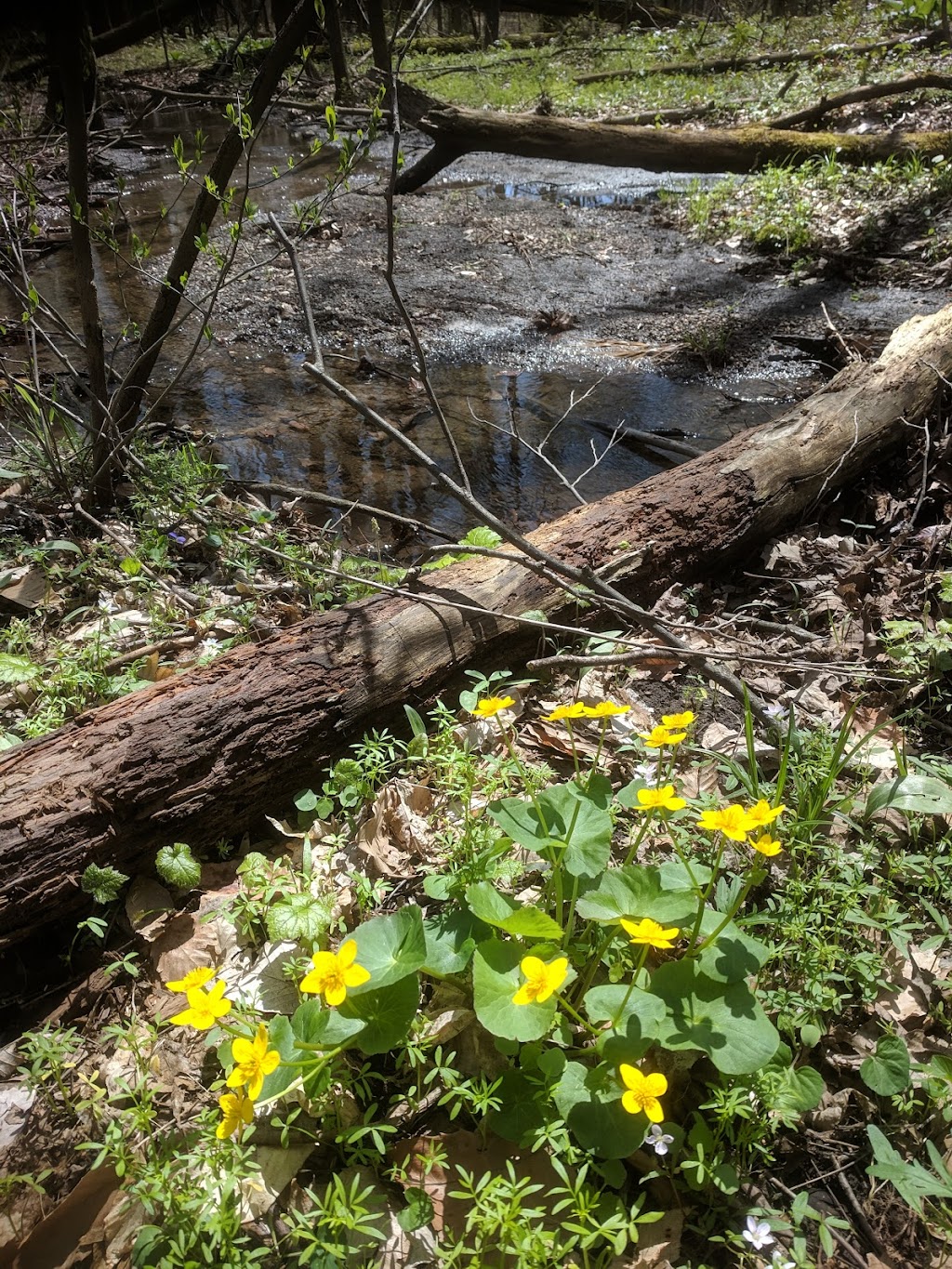 Eagle Creek Nature Preserve | 11027 Hopkins Rd, Garrettsville, OH 44231, USA | Phone: (330) 527-5118