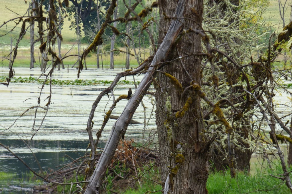 Killin Wetlands Nature Park | 46280 NW Cedar Canyon Rd, Banks, OR 97106 | Phone: (503) 797-1545