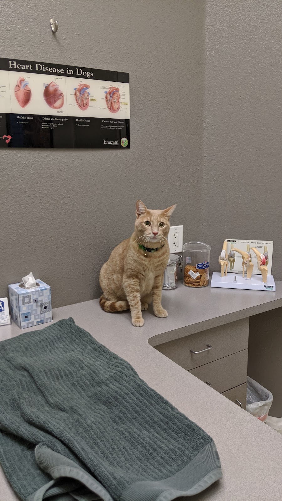 Melrose Veterinary Hospital | 1680 S Melrose Dr #104, Vista, CA 92081, USA | Phone: (760) 727-5151