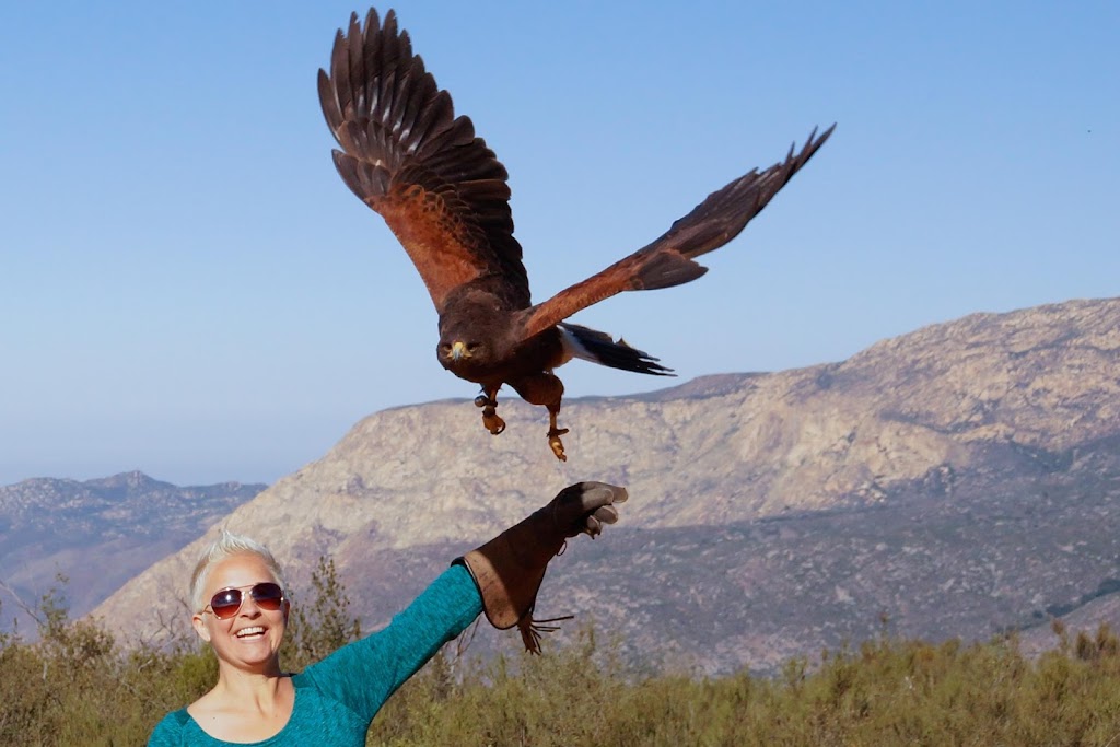 Sky Falconry | 593 Anderson Truck Trail, Alpine, CA 91901, USA | Phone: (619) 722-0092