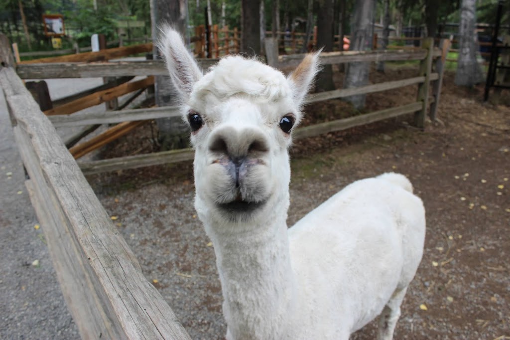 Alpaca Exhibit | 4731 OMalley Rd, Anchorage, AK 99507, USA | Phone: (907) 346-2133