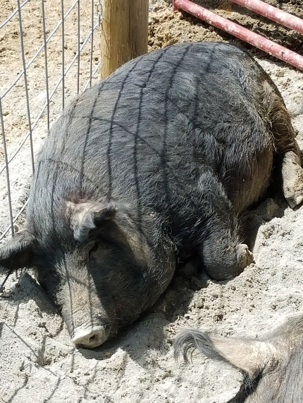 Bull City Farm | 5315 Isham Chambers Rd, Rougemont, NC 27572, USA | Phone: (919) 477-6684