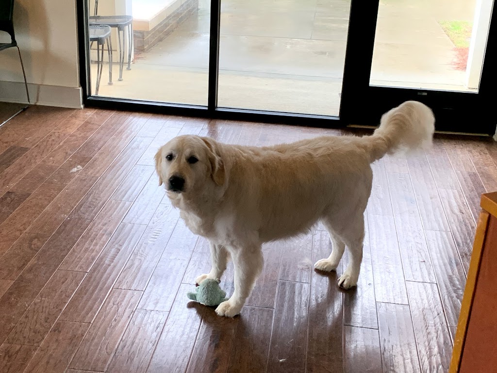 Doggie Bath House | 910 Deerfield Crossing Dr, Alpharetta, GA 30004, USA | Phone: (770) 802-5160