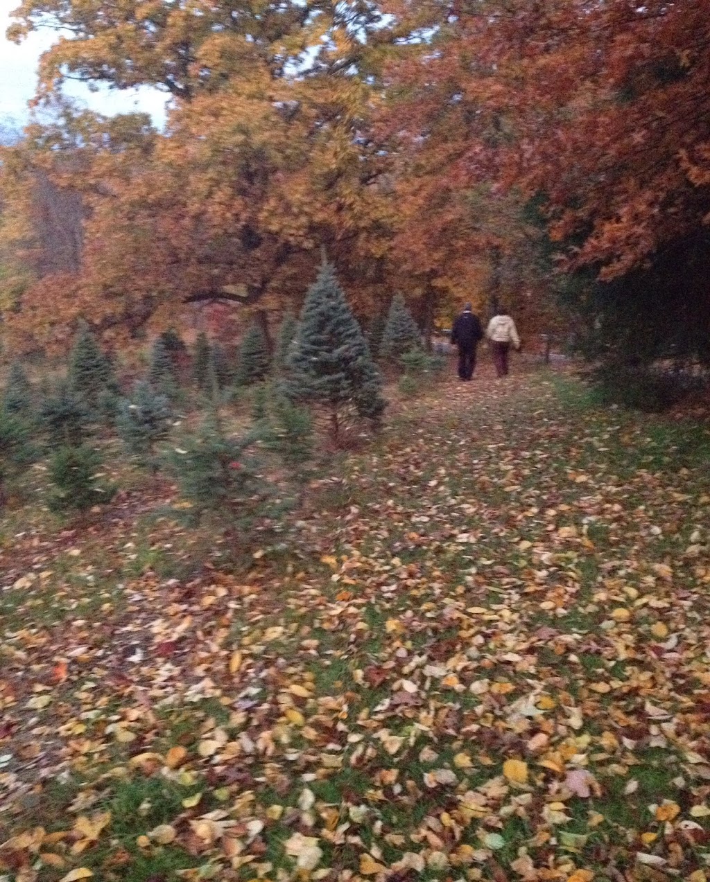 Rauh Christmas Tree Farm | 3001 N River Rd, Stow, OH 44224, USA | Phone: (330) 678-7474