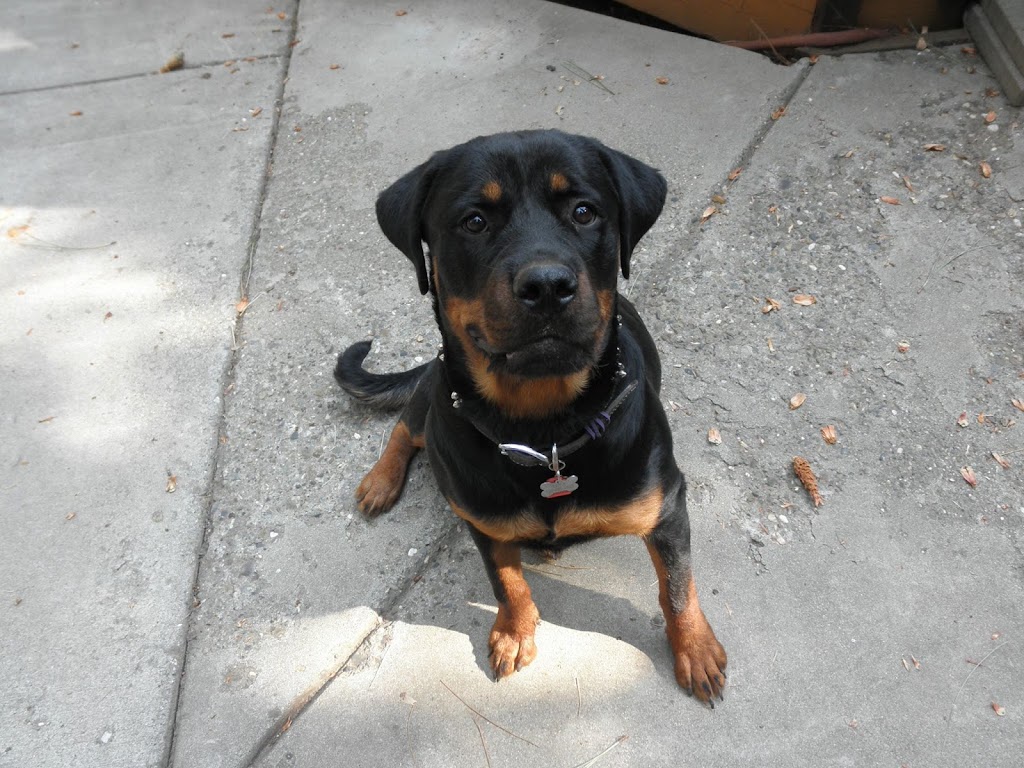 Pleasant Valley Pet Clinic | 4561 Pleasant Valley Rd, Placerville, CA 95667, USA | Phone: (530) 644-2424