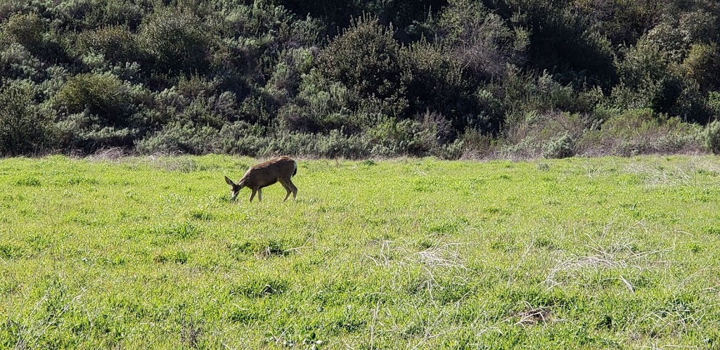 Aliso And Wood Canyons Wilderness Park Visitor Center | 28373 Alicia Pkwy, Laguna Niguel, CA 92677, USA | Phone: (949) 923-2200