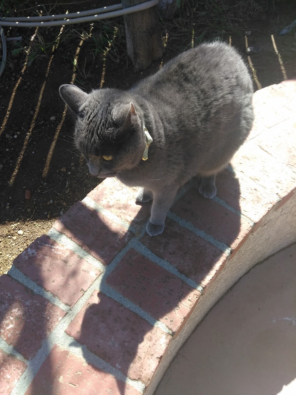 Twisted Cherry | 36502 Jenna Ln, Palmdale, CA 93550, USA | Phone: (661) 272-8933