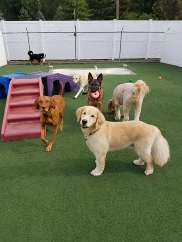 Paws by the Lake Pet Resort | 33757 E Lake Rd, Avon Lake, OH 44012 | Phone: (440) 933-5297