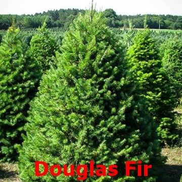 Ricks Christmas Trees | 401 Main St, Grafton, OH 44044, USA | Phone: (440) 346-7252