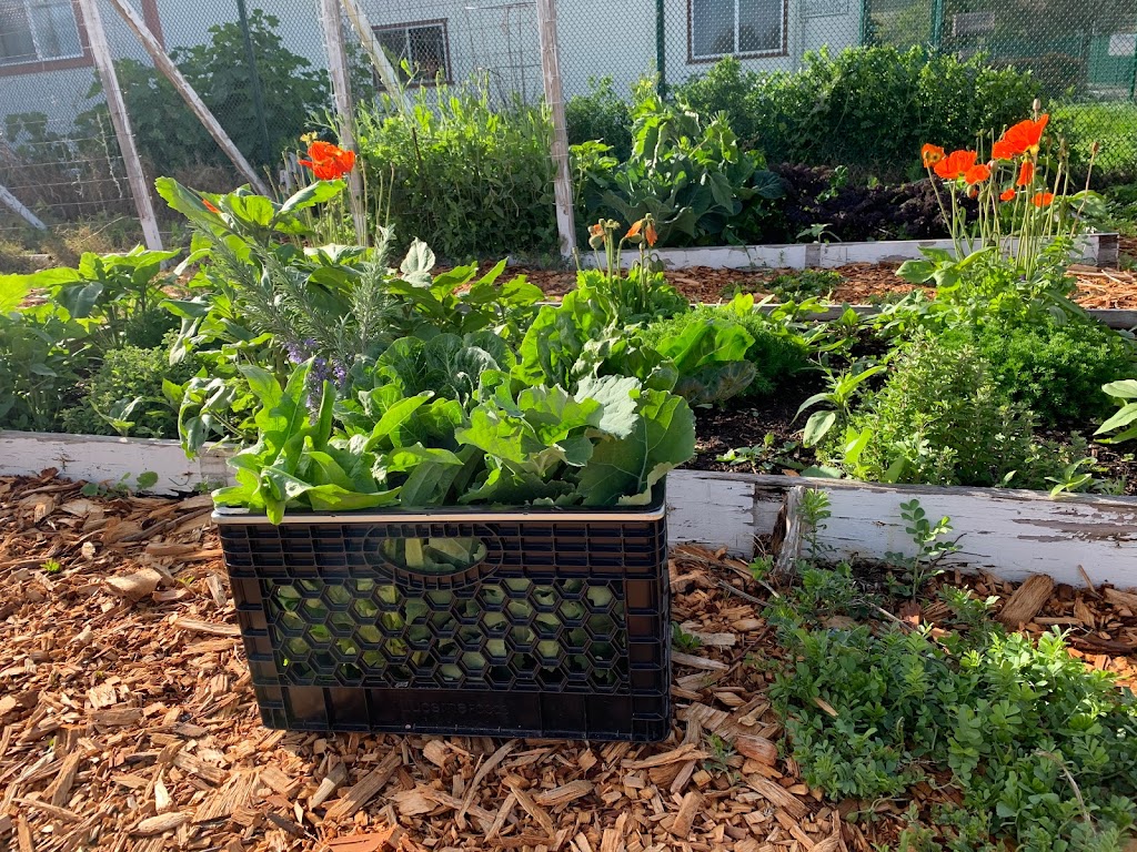 Ambrose Community Garden | 3105 Willow Pass Rd, Bay Point, CA 94565, USA | Phone: (925) 458-1601