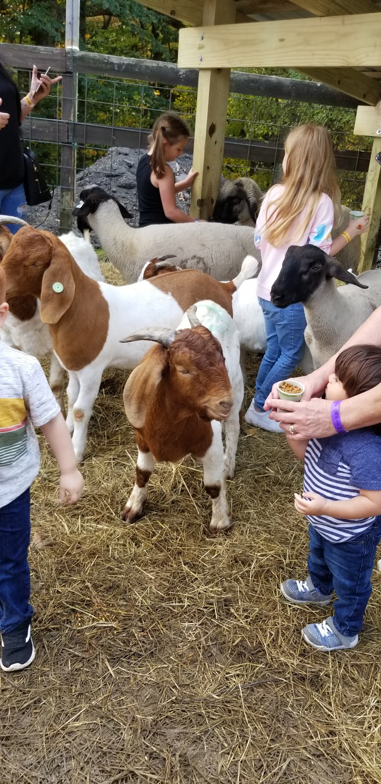 Old West Pumpkin Fest | 19066 E River Rd, Columbia Station, OH 44028, USA | Phone: (440) 236-5454