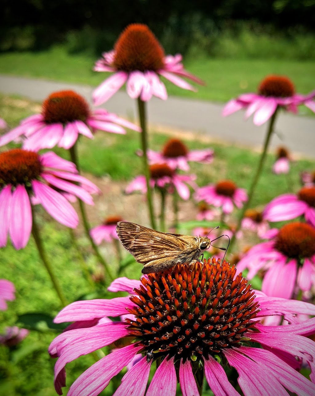 Pollinator Garden and Bee Hotel | 415 Dimmocks Mill Rd, Hillsborough, NC 27278, USA | Phone: (919) 732-1270