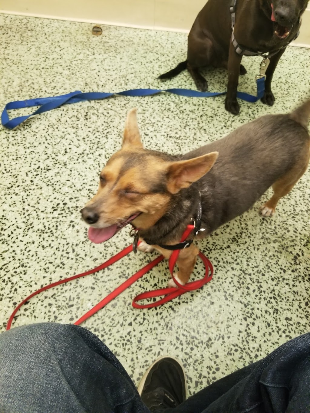 South Gate Dog - Cat Hospital | 3737 Tweedy Blvd, South Gate, CA 90280, USA | Phone: (323) 564-6913