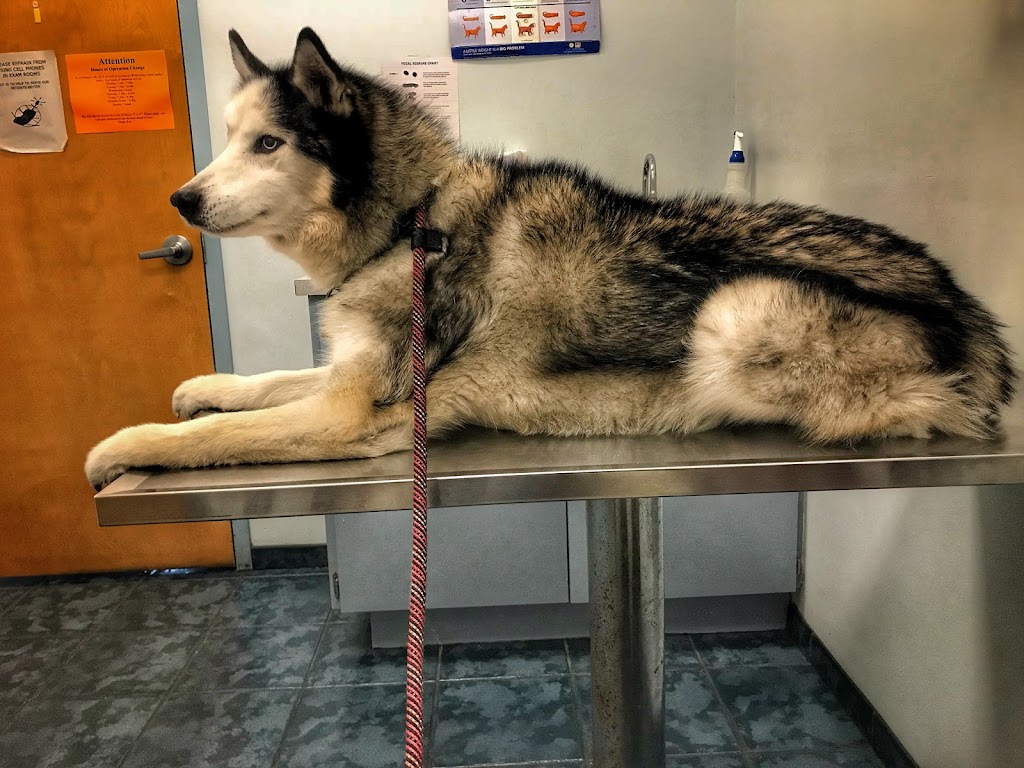 Connechusett Animal Hospital | 12702 N 56th St, Temple Terrace, FL 33617, USA | Phone: (813) 985-1789