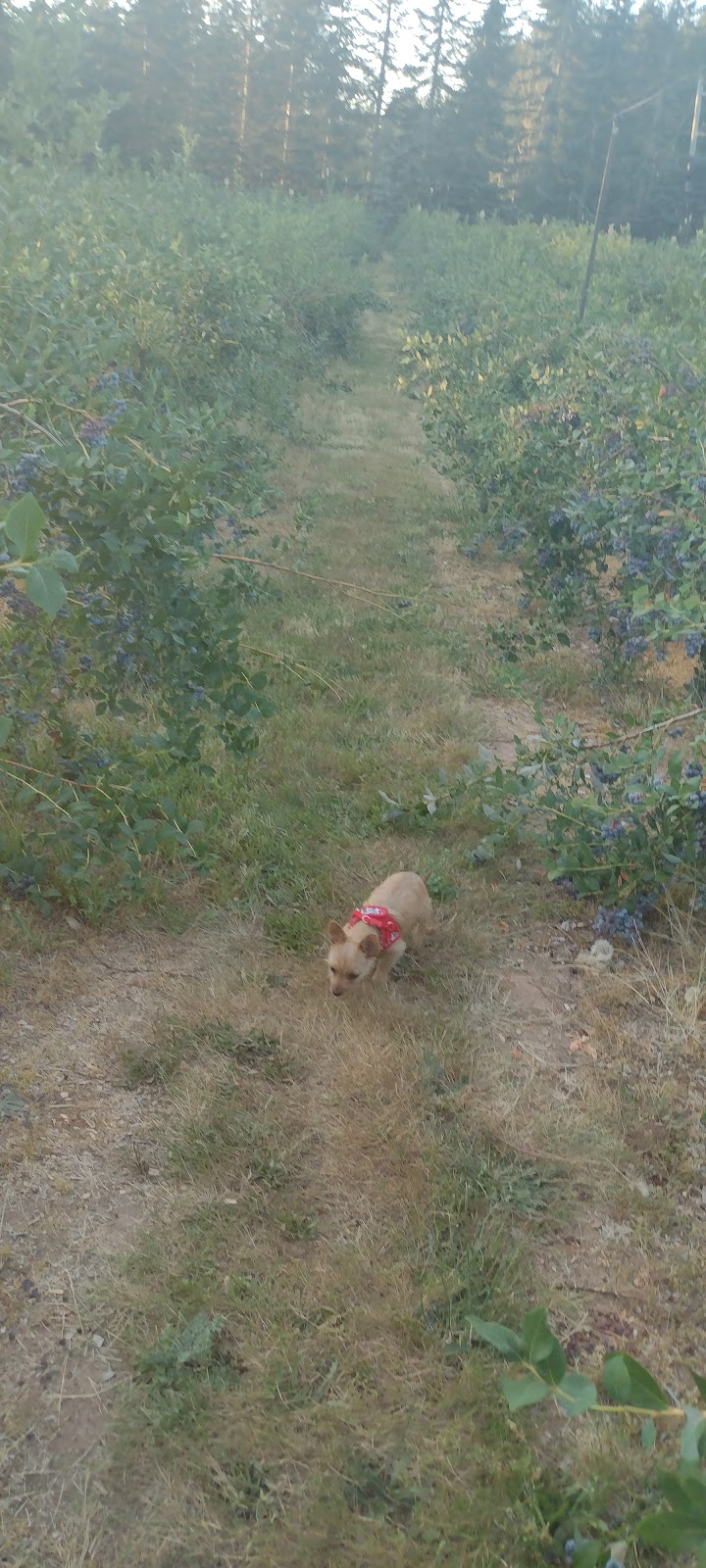 Redland Blueberry Farm | 18900 S Pear Rd, Oregon City, OR 97045, USA | Phone: (503) 631-4141