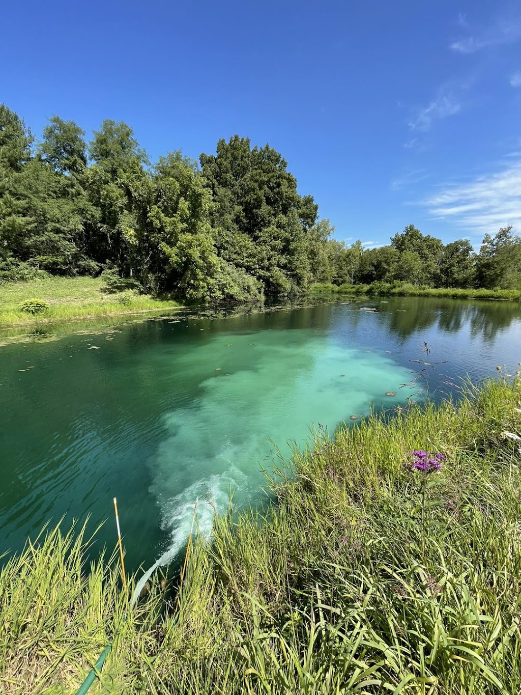 Bellus Aquatic Solutions | 9466 Moody Rd, Moores Hill, IN 47032, USA | Phone: (513) 283-3205