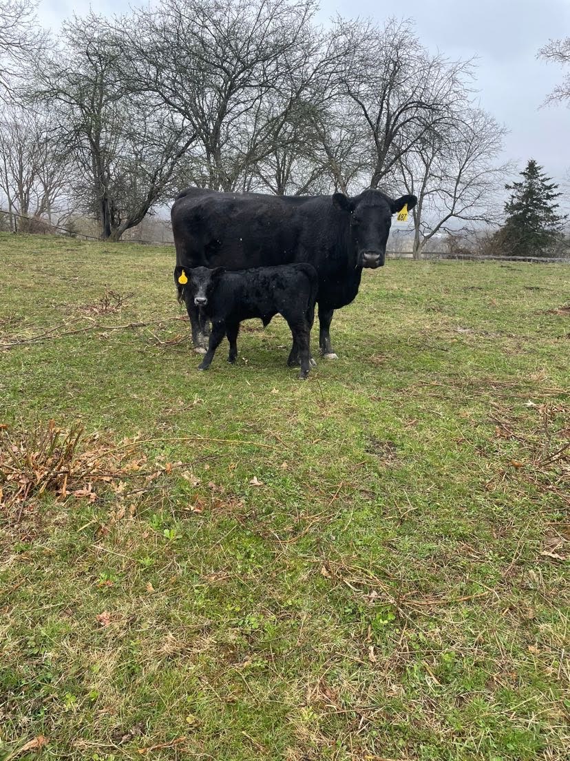 Hidden Hill Farm | 211 Onion Ave, New Hampton, NY 10958, USA | Phone: (845) 374-8094