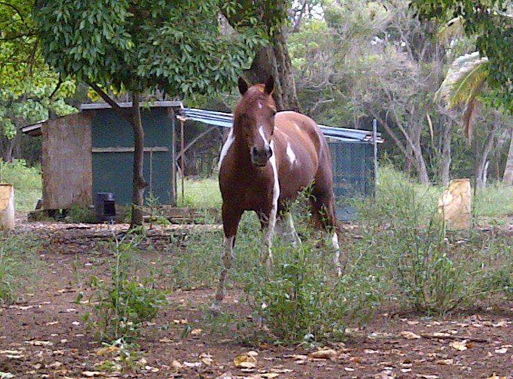 Hearts For Animals Wellness Center | 54-223A Kamehameha Hwy, Hauula, HI 96717, USA | Phone: (808) 293-9283