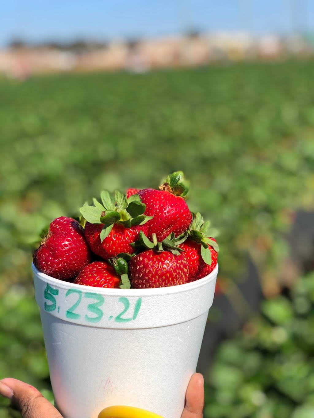 Carlsbad Strawberry Company | 1050 Cannon Rd, Carlsbad, CA 92008, USA | Phone: (760) 603-9608