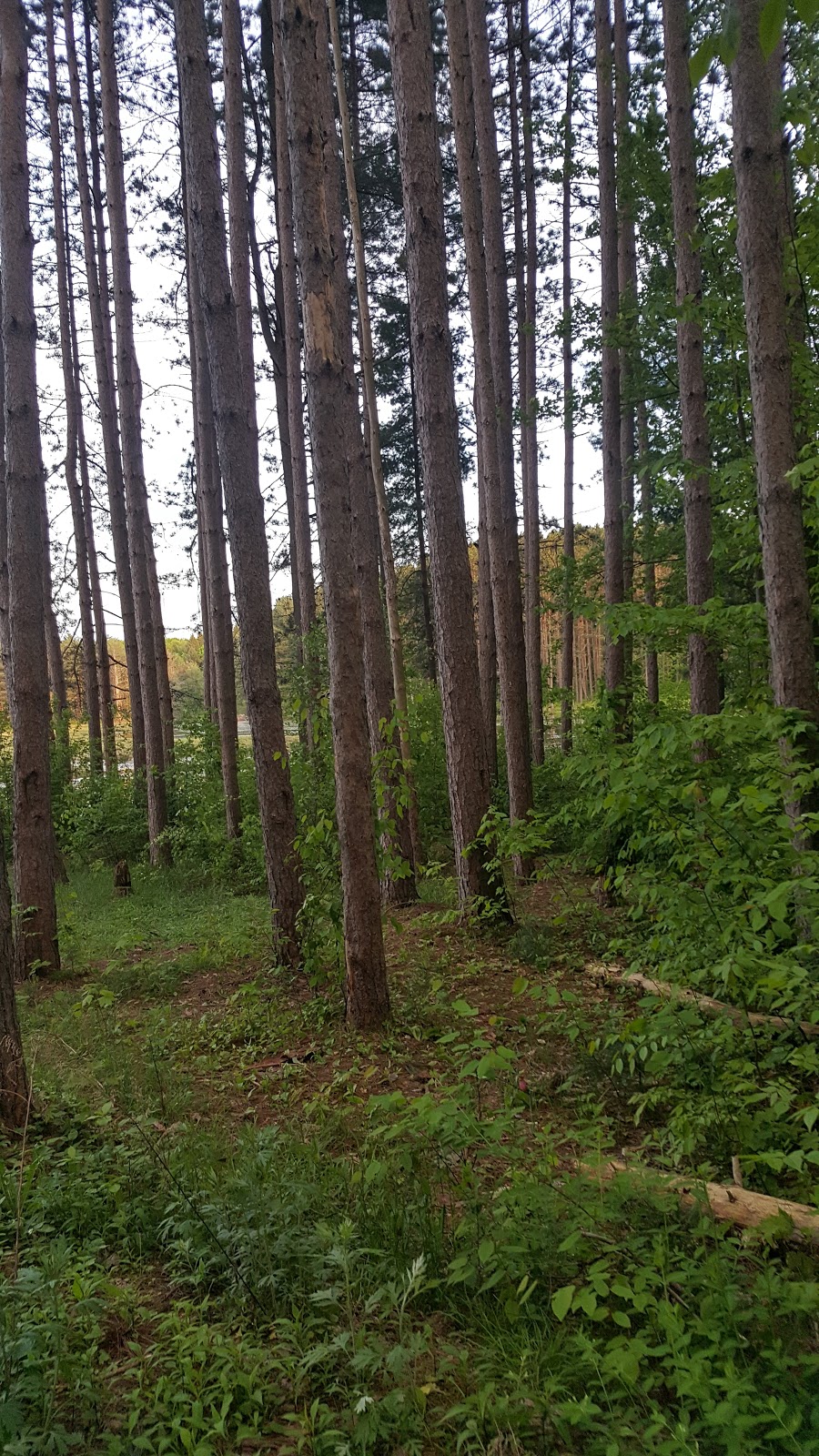 Hanging Bog Wildlife Management Area | Caneadea, NY 14717, USA | Phone: (716) 372-0645