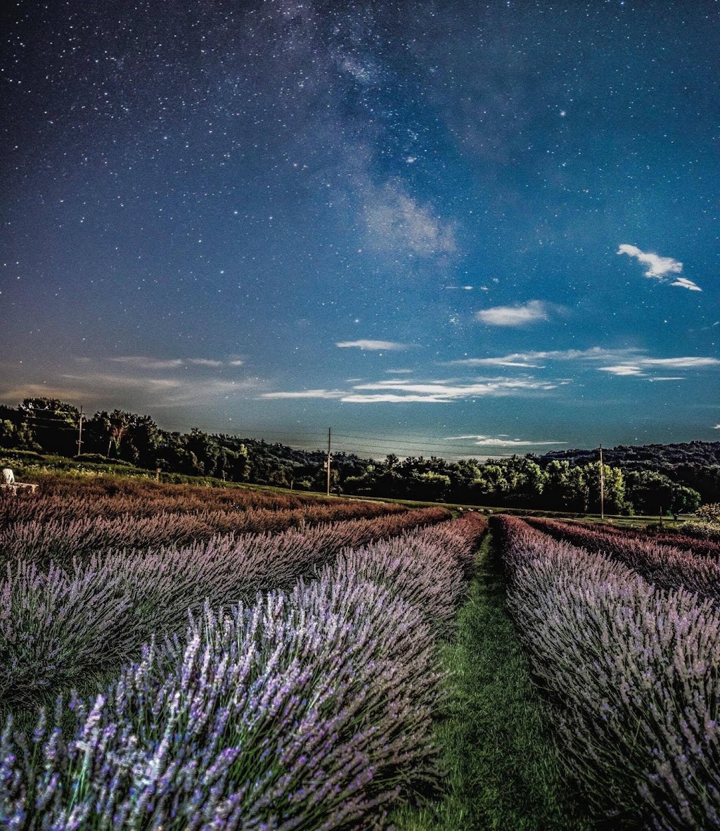 Devils Lake Lavender | S5671 County Rd DL, Baraboo, WI 53913, USA | Phone: (414) 690-5060