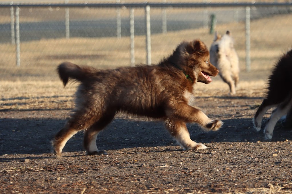 Centennial Dog Park | Centennial Pk Dr, Newton, KS 67114, USA | Phone: (316) 284-6083