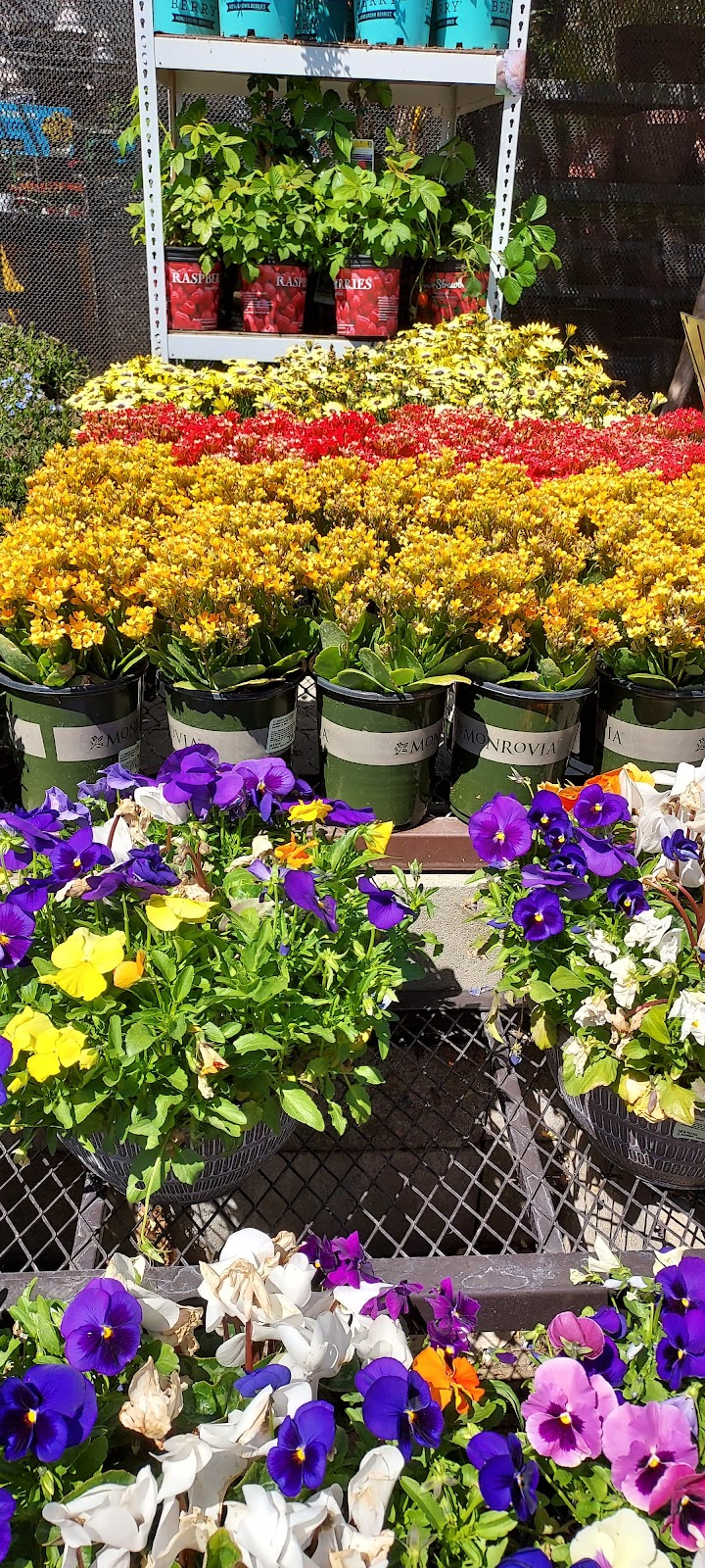 Lowes Garden Center | 6200 Colony St, Bakersfield, CA 93307, USA | Phone: (661) 699-1000