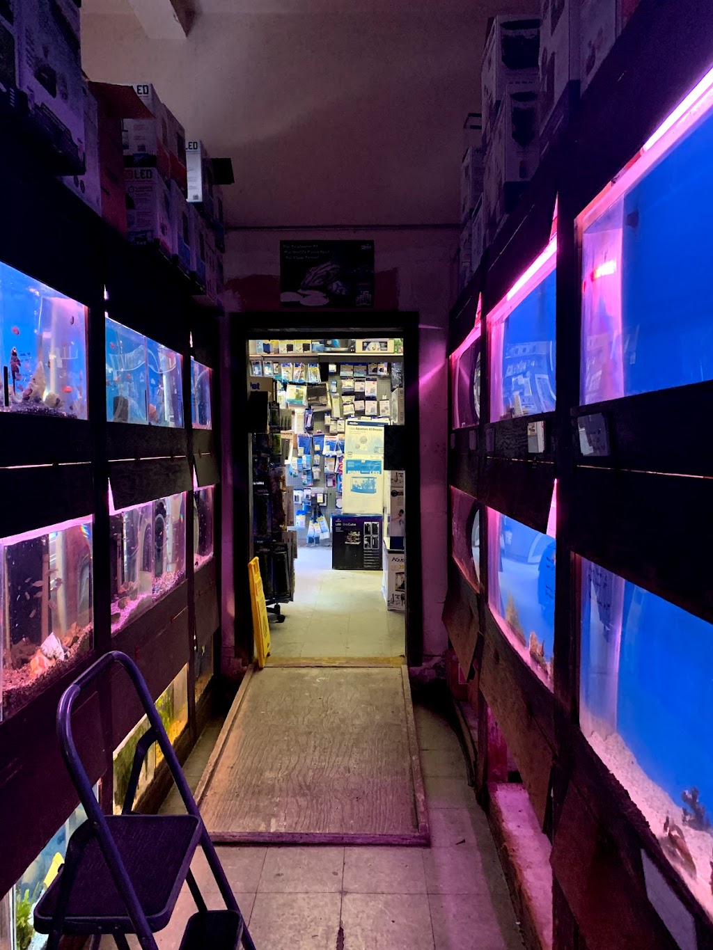 Lucky Ocean Aquarium | 109 Balboa St, San Francisco, CA 94118, USA | Phone: (415) 668-3676