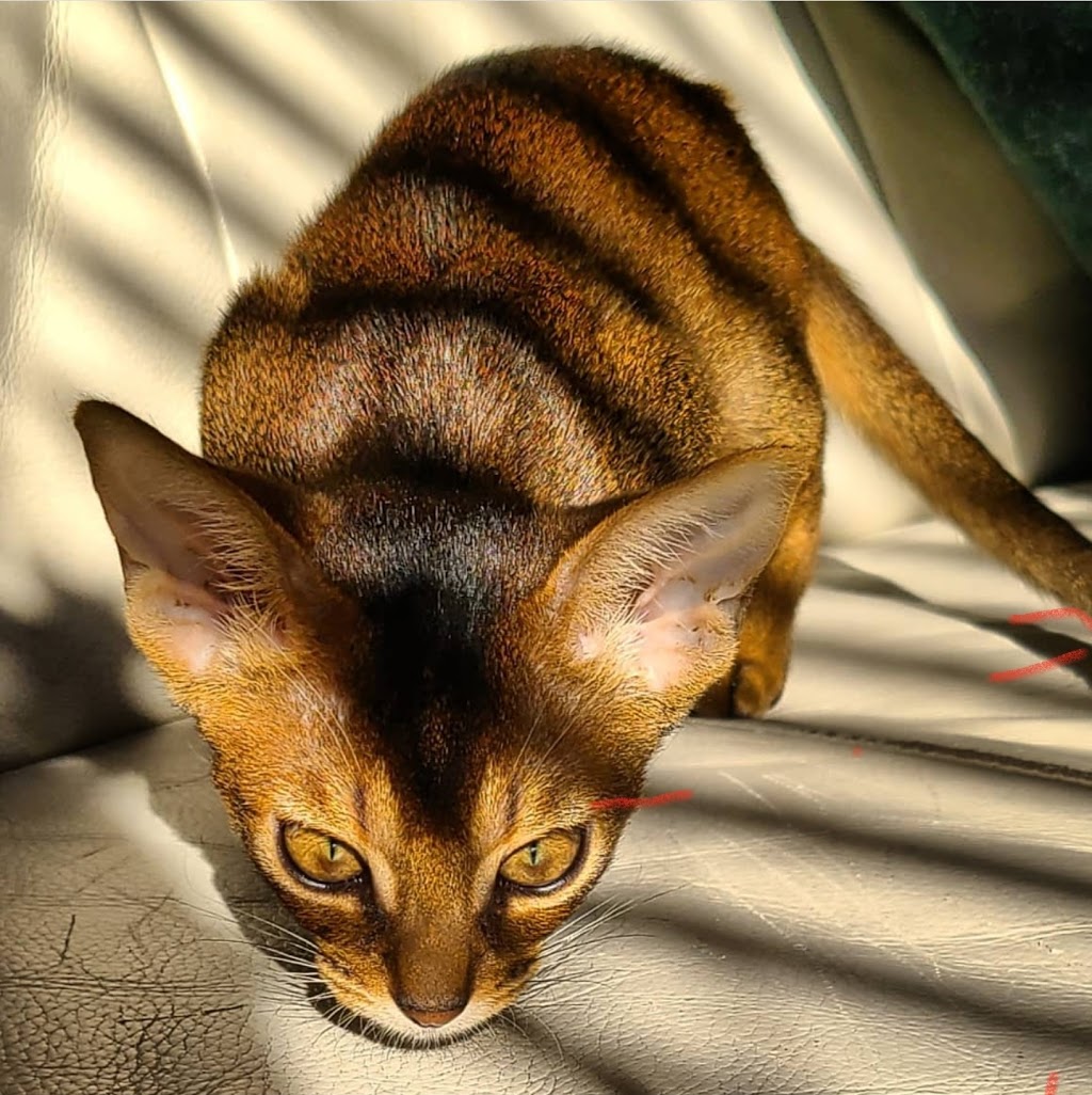 Bimini Bengal & Abyssinian cats kittens cattery | 2721 Haring St, Brooklyn, NY 11235, USA | Phone: (917) 407-8959