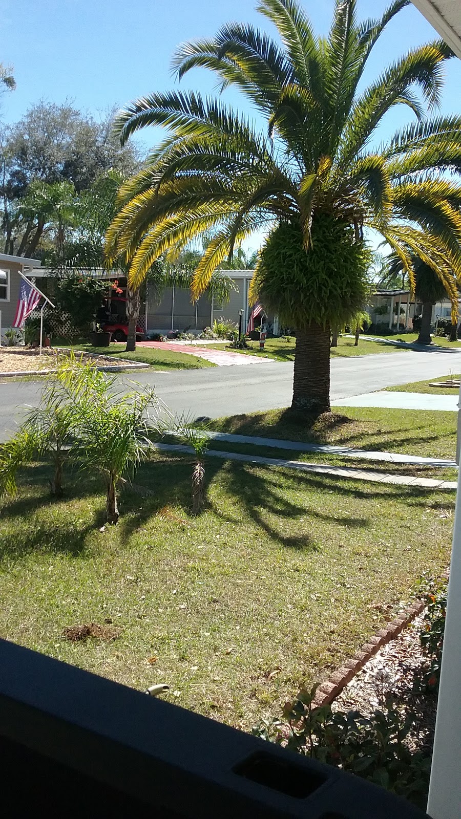 Palm Tree Acres Mobile Home Community | 36006 FL-54, Zephyrhills, FL 33541, USA | Phone: (813) 782-3259