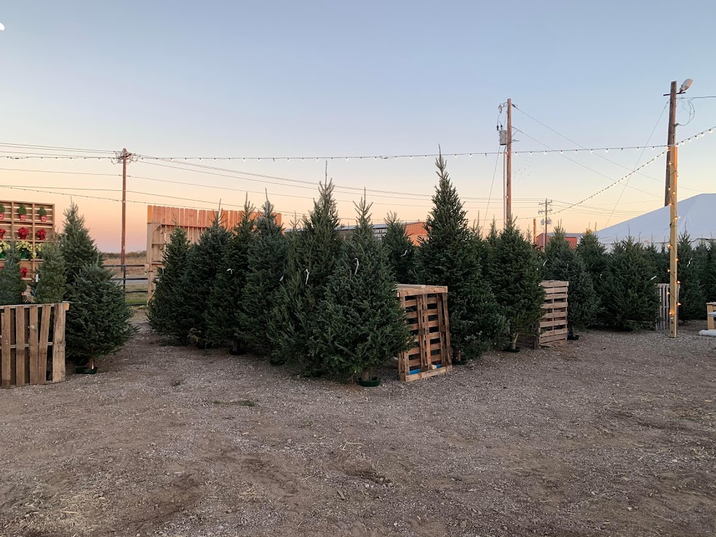 Ross Family Christmas Trees | 7126 S Farm to Market 548, Royse City, TX 75189, USA | Phone: (214) 502-3674