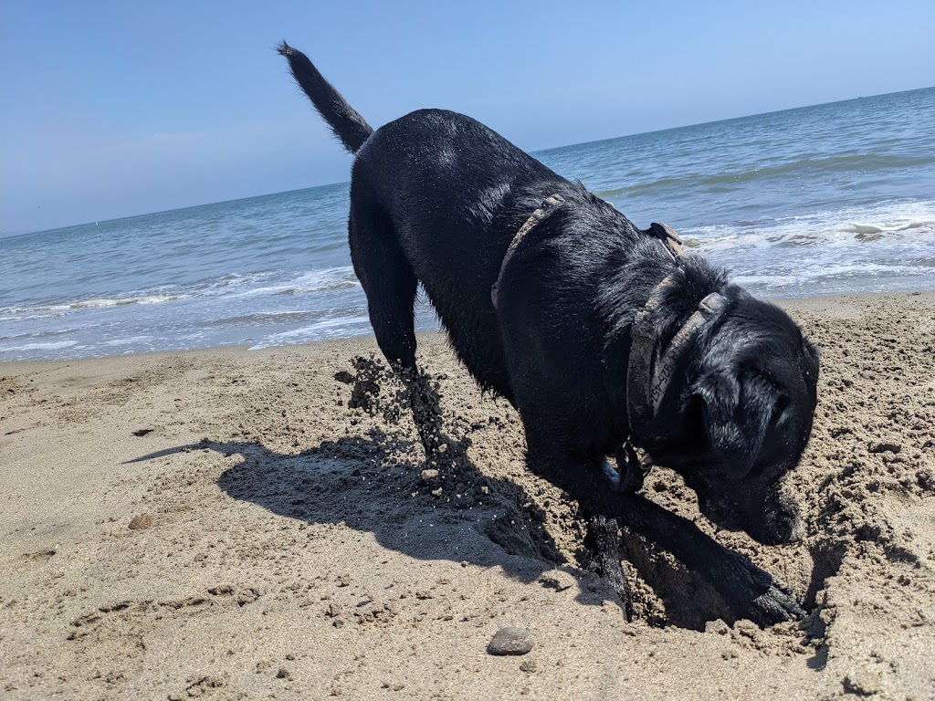 New Brighton State Beach | 1500 Park Ave, Capitola, CA 95010, USA | Phone: (831) 464-6329